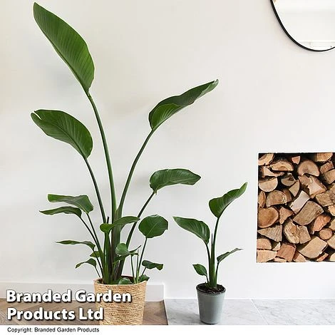 Strelitzia Nicolai 5 Strelitzia Nicolai - Image 3