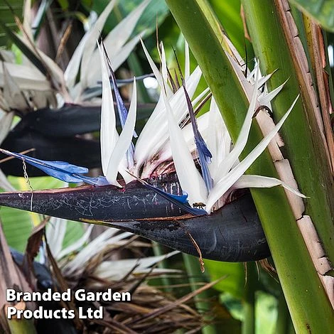 Strelitzia Nicolai 4 Strelitzia Nicolai - Image 2