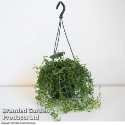 Senecio Peregrinus 'String Of Dolphins' -Plants Sale STRI DOLP D