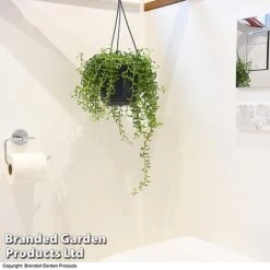 Senecio Peregrinus 'String Of Dolphins' -Plants Sale STRI DOLP E