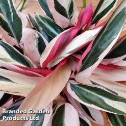 Stromanthe Sanguinea 'Triostar' 12 Stromanthe Sanguinea 'Triostar' -Plants Sale STRO TRIOSTAR KF1299 B