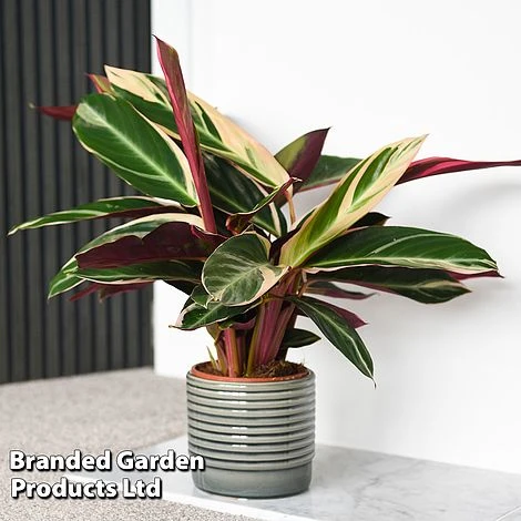 Stromanthe Sanguinea 'Triostar' 3 Stromanthe Sanguinea 'Triostar'