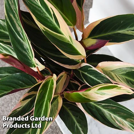 Stromanthe Sanguinea 'Triostar' 4 Stromanthe Sanguinea 'Triostar' - Image 2