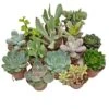5 Succulent Starter Plant Collection Indoor Cacti Houseplants Terrarium Plants 2 5 Succulent Starter Plant Collection Indoor Cacti Houseplants Terrarium Plants -Plants Sale SUCC