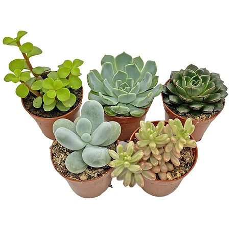 5 Succulent Starter Plant Collection Indoor Cacti Houseplants Terrarium Plants 4 5 Succulent Starter Plant Collection Indoor Cacti Houseplants Terrarium Plants - Image 2