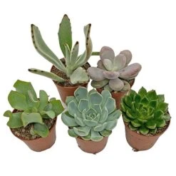 5 Succulent Starter Plant Collection Indoor Cacti Houseplants Terrarium Plants 9 5 Succulent Starter Plant Collection Indoor Cacti Houseplants Terrarium Plants -Plants Sale SUCC 4