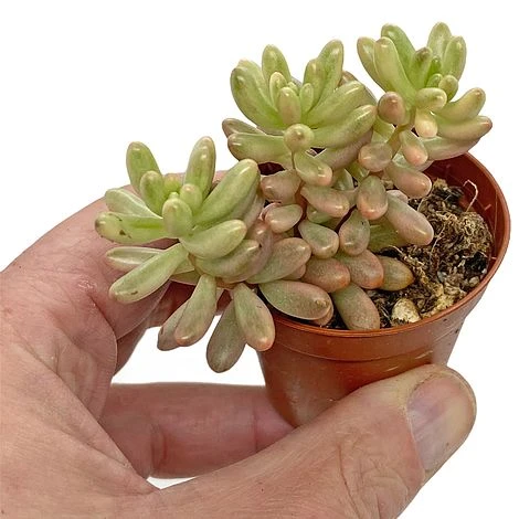 5 Succulent Starter Plant Collection Indoor Cacti Houseplants Terrarium Plants 6 5 Succulent Starter Plant Collection Indoor Cacti Houseplants Terrarium Plants - Image 4