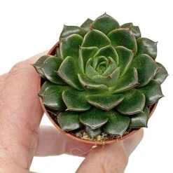 5 Succulent Starter Plant Collection Indoor Cacti Houseplants Terrarium Plants 11 5 Succulent Starter Plant Collection Indoor Cacti Houseplants Terrarium Plants -Plants Sale SUCC 9