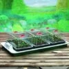 Big 3 Electric Propagator -Plants Sale SUGAR8445