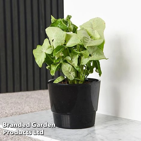 Syngonium 'Confetti' 3 Syngonium 'Confetti'