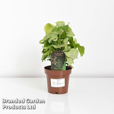 Syngonium 'Confetti' 6 Syngonium 'Confetti' - Image 4