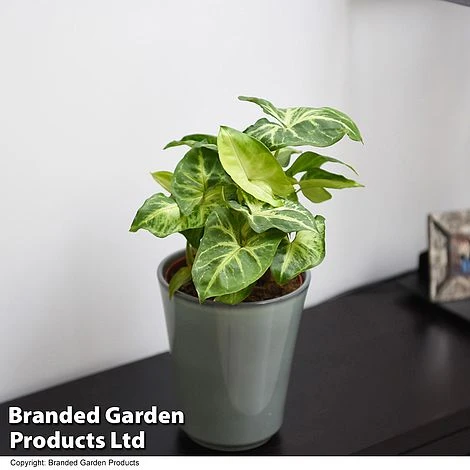 Syngonium 'Pixie' 3 Syngonium 'Pixie'