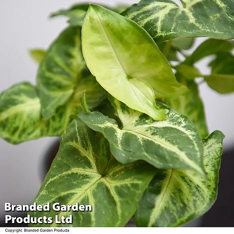 Syngonium 'Pixie' 6 Syngonium 'Pixie' - Image 4