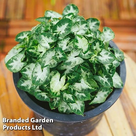 Syngonium 'Pixie' 4 Syngonium 'Pixie' - Image 2