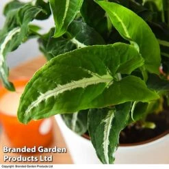 Syngonium Wendlandii -Plants Sale SYNG WENDLANDI T42612