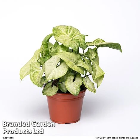 Syngonium 'White Butterfly' 4 Syngonium 'White Butterfly' - Image 2