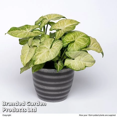 Syngonium 'White Butterfly' 3 Syngonium 'White Butterfly'