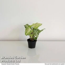 Syngonium 'White Butterfly' 7 Syngonium 'White Butterfly' -Plants Sale SYNG WHITEB6CM T35116