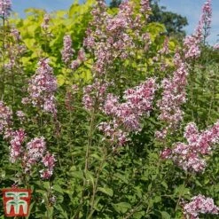 Lilac 'Superba' -Plants Sale SYRI T58272 B