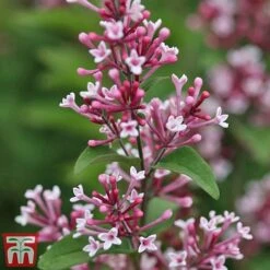 Lilac 'Superba' -Plants Sale SYRI T58272 C