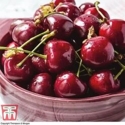 Premium Patio Standard Collection -Plants Sale Stella