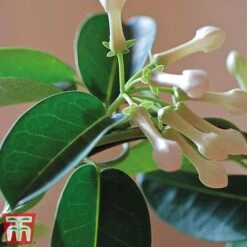 Stephanotis Floribunda On A Hoop -Plants Sale Steph