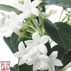 Stephanotis Floribunda On A Hoop -Plants Sale Steph3