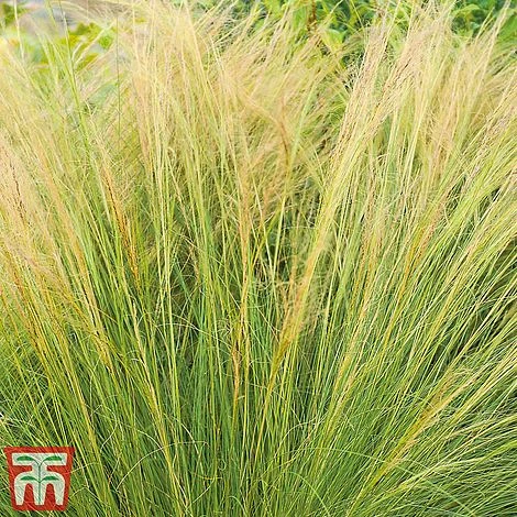 Stipa Tenuissima 4 Stipa Tenuissima - Image 2