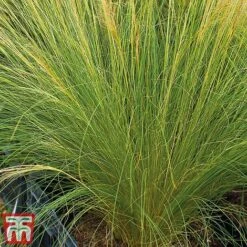 Stipa Tenuissima 12 Stipa Tenuissima -Plants Sale Stipa2