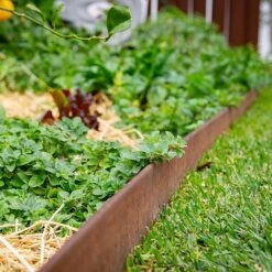 Straightcurve Rigid - Garden Edging 100mm Bundle Of 10 Weathering Steel -Plants Sale Straightcurve Rigid Garden Edging Rigidline 100 1 1