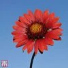 Gaillardia Aristata 'Burgundy' 2 Gaillardia Aristata 'Burgundy' -Plants Sale T64146 GAIL 1