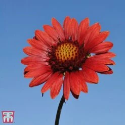 Gaillardia Aristata 'Burgundy'