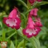 Penstemon 'Pensham Amelia Jayne' 2 Penstemon 'Pensham Amelia Jayne' -Plants Sale T64510 PENS 1