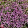 Creeping Thyme -Plants Sale T64680 HERB 1