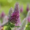 Trifolium Rubens 2 Trifolium Rubens -Plants Sale T64694 TRIF 1