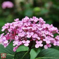 Hydrangea Macrophylla 'Ayesha' -Plants Sale T66231 HYDR 2