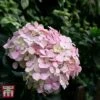Hydrangea Macrophylla 'Bouquet Rose' 1 Hydrangea Macrophylla 'Bouquet Rose' -Plants Sale T66233 HYDR 1