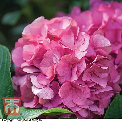 Hydrangea Macrophylla 'King George V' 3 Hydrangea Macrophylla 'King George V'