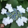 Hydrangea Macrophylla 'Lanarth White' -Plants Sale T66235 HYDR 1