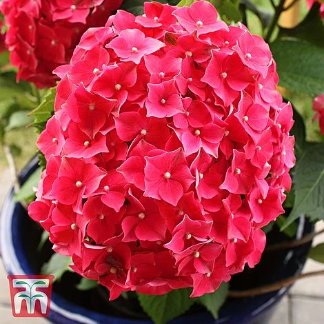Hydrangea Macrophylla 'Leuchtfeuer' 3 Hydrangea Macrophylla 'Leuchtfeuer'