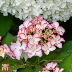 Hydrangea Macrophylla 'Mirai'