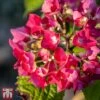 Hydrangea Macrophylla 'Red Baron' 2 Hydrangea Macrophylla 'Red Baron' -Plants Sale T66241 HYDR 1