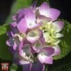 Hydrangea Macrophylla 'Rosita' -Plants Sale T66242 HYDR 1