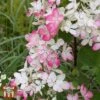 Hydrangea Paniculata 'Dart's Little Dot' -Plants Sale T66245 HYDR 1