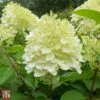 Hydrangea Paniculata 'Silver Dollar' -Plants Sale T66251 HYDR 1