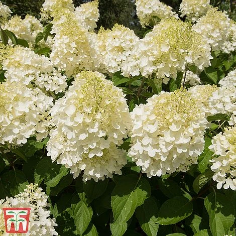 Hydrangea Paniculata 'Silver Dollar' 4 Hydrangea Paniculata 'Silver Dollar' - Image 2
