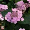 Hydrangea Serrata 'Intermedia' (Acuminata) -Plants Sale T66258 HYDR 1