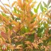 Nandina Domestica 'Gulfstream' -Plants Sale T66351 NAND 1