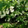 Staphylea Colchica 2 Staphylea Colchica -Plants Sale T66476 STAP 1