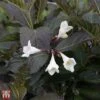 Weigela 'Ebony And Ivory' -Plants Sale T66526 WEIG 1